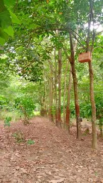 Nature forest 写真素材