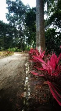 Nature forest Stock Photos