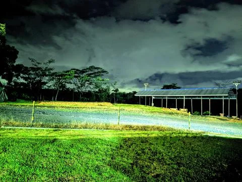 Nature forest 库存照片