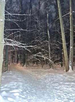Nature in the forest Foto stock