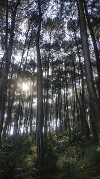 Nature Forest 스톡 사진