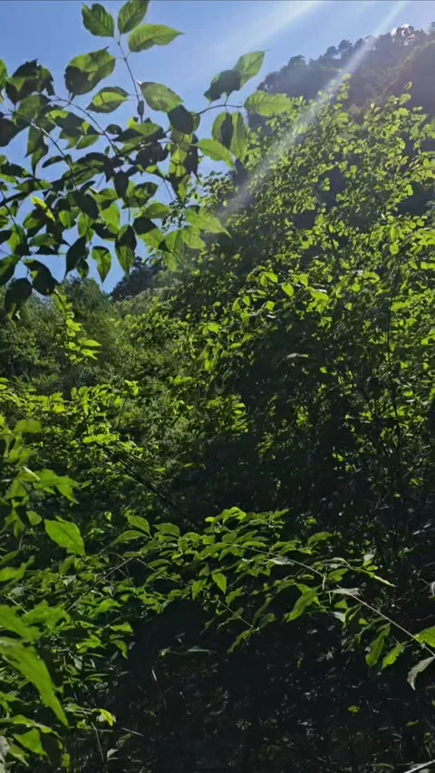 Nature, forest, river, green, waterfall, travel, mountain river Stock Footage 312002008