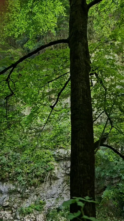 Nature, forest, river, green, waterfall, travel, mountain river Video stock 312002020