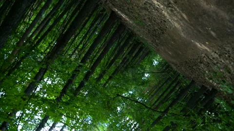 Nature - The forest rotates 360 degrees Stock Footage 157976162