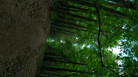 Nature -  The forest rotates 360 degrees. Vortex Stock Footage 157976222