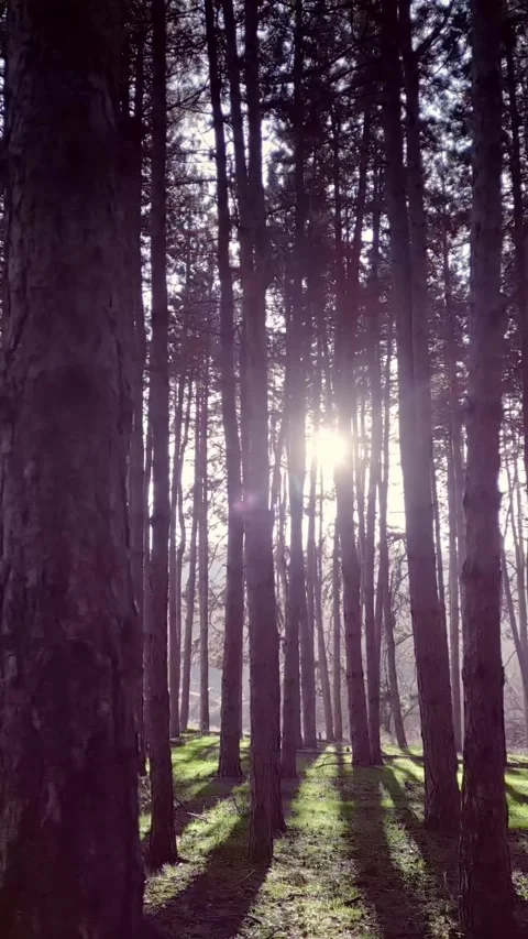 Nature forest, shining sun, pine trees, vertical short background Stock Footage 283344823