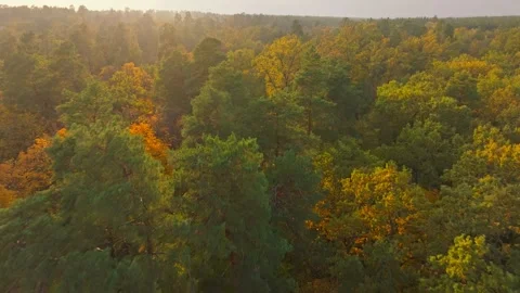 Nature forest sun view tree wood autumn leaves yellow season weather Stock Footage 292665549