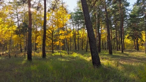 Nature forest sun view tree wood autumn leaves yellow season weather Stock Footage 292667629