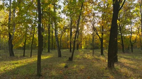 Nature forest sun view tree wood autumn leaves yellow season weather Stock Footage 292669391