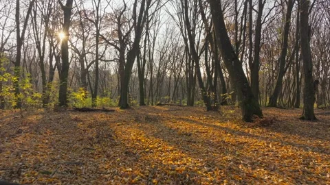 Nature forest sun view tree wood autumn leaves yellow season weather Stock Footage 292675068
