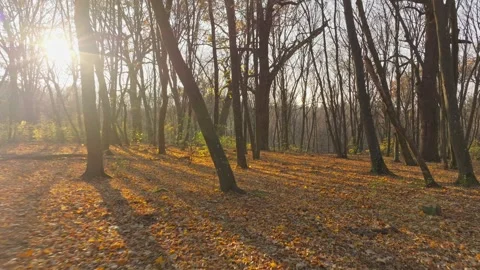 Nature forest sun view tree wood autumn ... | Stock Video | Pond5