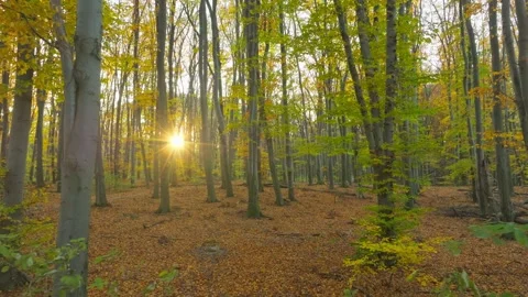 Nature forest sun view tree wood autumn leaves yellow season weather Stock-Footage 292677329