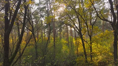Nature forest sun view tree wood autumn leaves yellow season weather Stock Footage 293771271