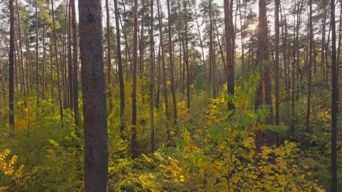 Nature forest sun view tree wood autumn leaves yellow season weather Stock-Footage 293773816