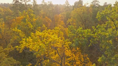 Nature forest sun view tree wood autumn leaves yellow season weather Stock Footage 293774268