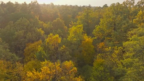 Nature forest sun view tree wood autumn leaves yellow season weather 스톡 동영상 293775048