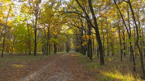 Nature forest sun view tree wood autumn leaves yellow season weather Stock Footage 293776318