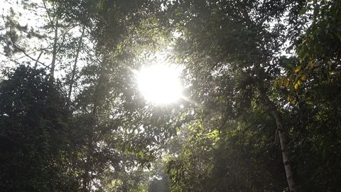 Nature forest with sunlight Stock Footage 84841959