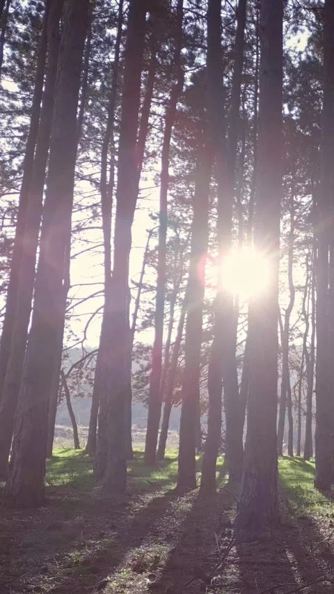 Nature forest, sunny day, vertical short video, phone background Stock Footage 283344796