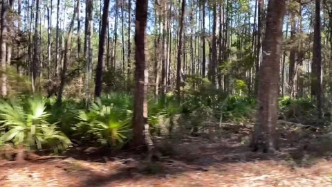Nature forest sunny spring moving country rural landscape motion trees passing Stock Footage 228832767