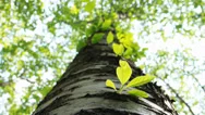 Nature Forest.the Texture Of Old Wood And Green Leaves. Stock Footage