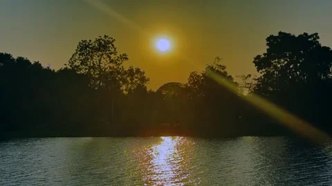 Nature of forest tree and flower with sunlight Stock Footage 303785160