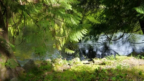 Nature Forest Tree and Sun, Nature Background Sun Light Woods Blue Water Stock Footage 107498870