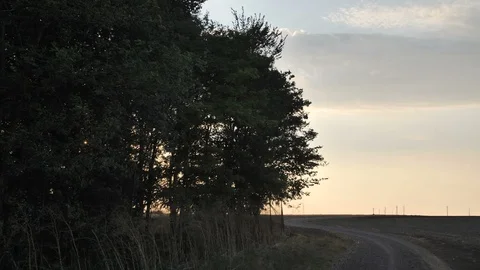 Nature Forest Trees Green Lush Shimmering Sunset Sunlight 動画素材 106867904