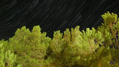 Nature Forest Trees Night Cinematic Star Trail Stock Footage 339965183
