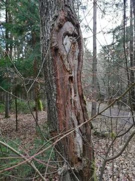 Nature forming  tree Stock Photos