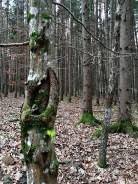 Nature forming tree Stock Photos