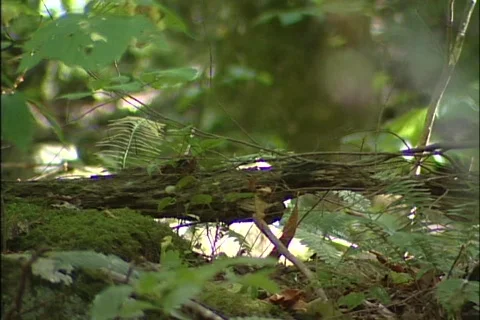 Nature Forrest Floor Video stock 628039