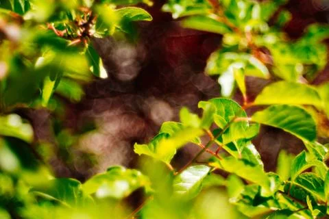 Nature frame with Bokeh background Stock Photos