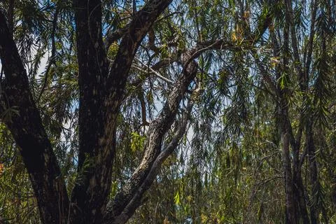 Nature frame deciduous tree top crown plant grow green leaves foliage blue sky Stock Photos