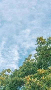 Nature frame deciduous tree top crown plant grow green leaves foliage blue sky Stock Photos