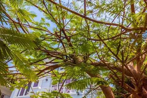 Nature frame deciduous tree top crown plant grow green leaves foliage blue sky Stock Photos