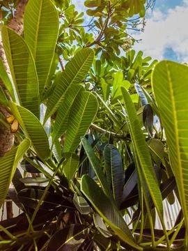 Nature frame deciduous tree top crown plant grow green leaves foliage blue sky Stock Photos