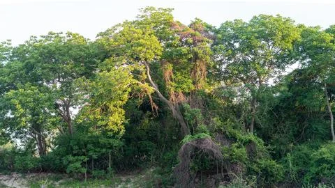 Nature frame deciduous tree top crown plant grow green leaves foliage blue sky Stock Photos