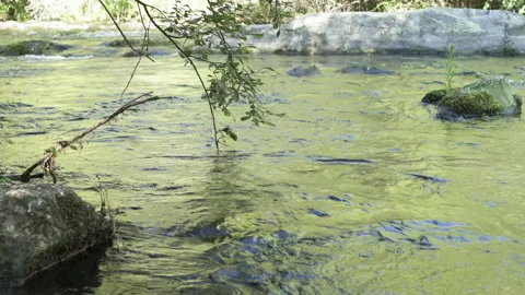 Nature fresh river flows between Vidéo 277805277
