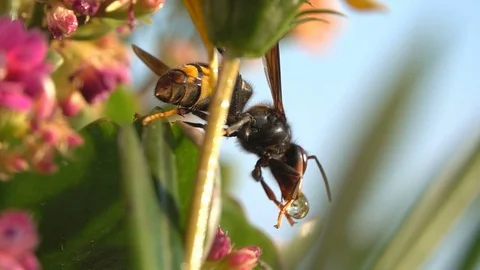 Nature fun insect play with drops water on flower Stock Footage 84890438