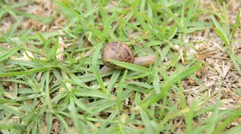Nature garden snail Stock Footage 48369305