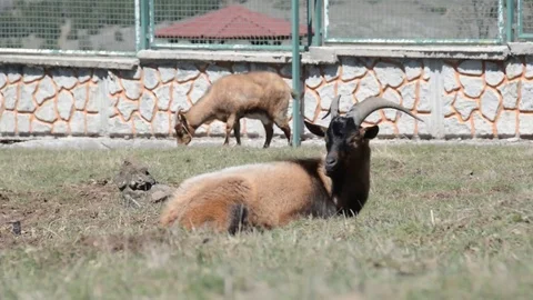 Nature Goad 스톡 동영상 83347717