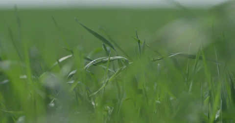 Nature Grass 4K 01 Stock Footage 39854502