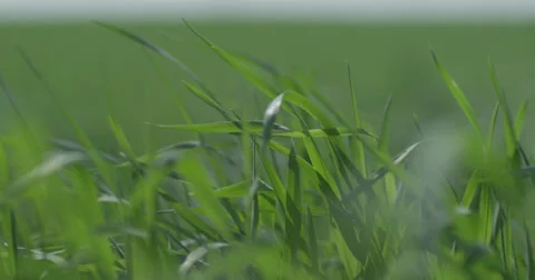 Nature Grass 4K 03 Stock Footage 39852724