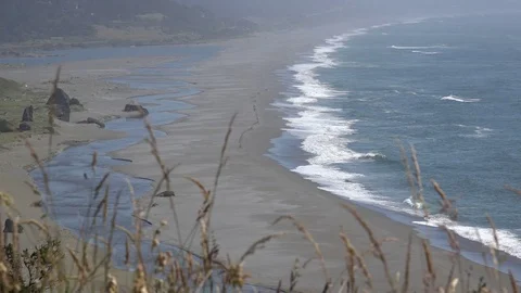 Nature grass and beach view Stock Footage 79520913