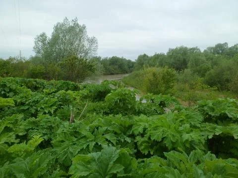 Nature, grass and trees Foto stock