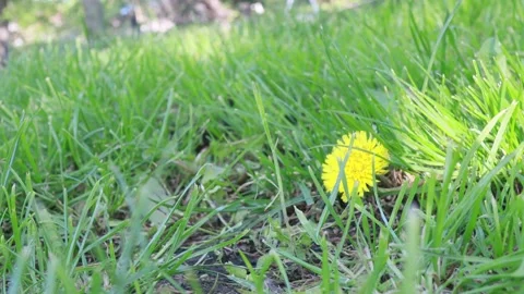 Nature grass background, sunny summer day, dandelion flower Stock Footage 274438248