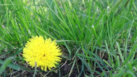 Nature grass background, sunny summer day, dandelion flower Stock Footage 274438422