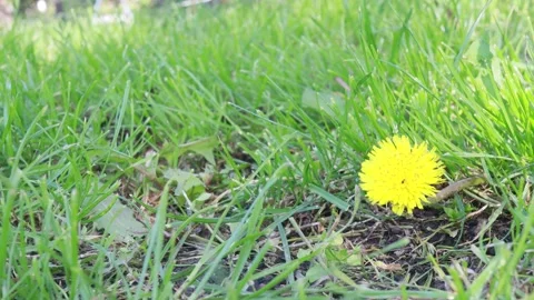 Nature grass background, sunny summer day, dandelion flower Stock Footage 274438461
