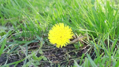 Nature grass background, sunny summer day, dandelion flower Stock Footage 274438491